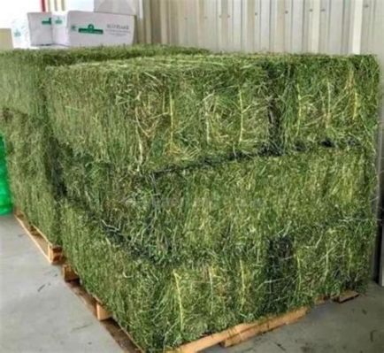 Alfalfa: A Sustainable Solution for Animal Feed and Soil Enhancement!