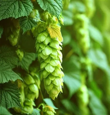 Hops: An Untapped Treasure Trove for Flavoring and Brewing Innovation!